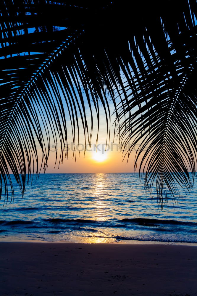 Similar – Image, Stock Photo Sunrise under palm trees