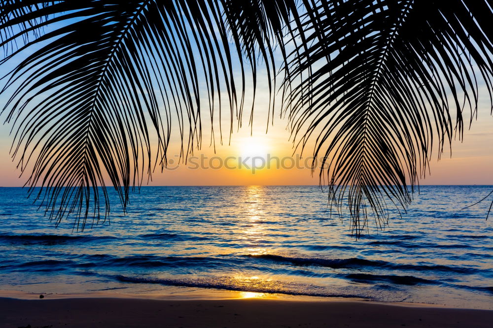 Similar – Image, Stock Photo Sunrise under palm trees