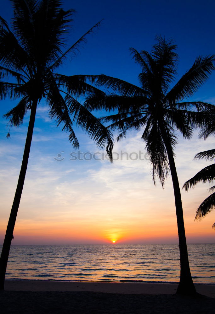 Similar – Image, Stock Photo Sunrise under palm trees