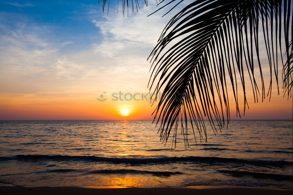 Similar – Image, Stock Photo Sunrise under palm trees