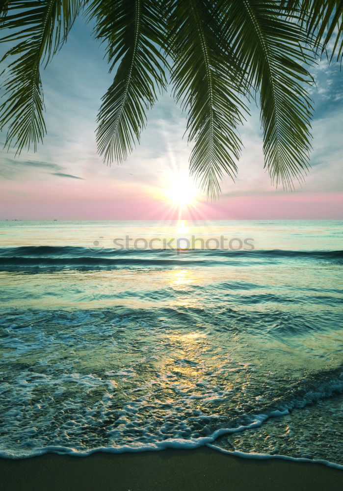 Similar – Image, Stock Photo palm beach Palm tree Beach