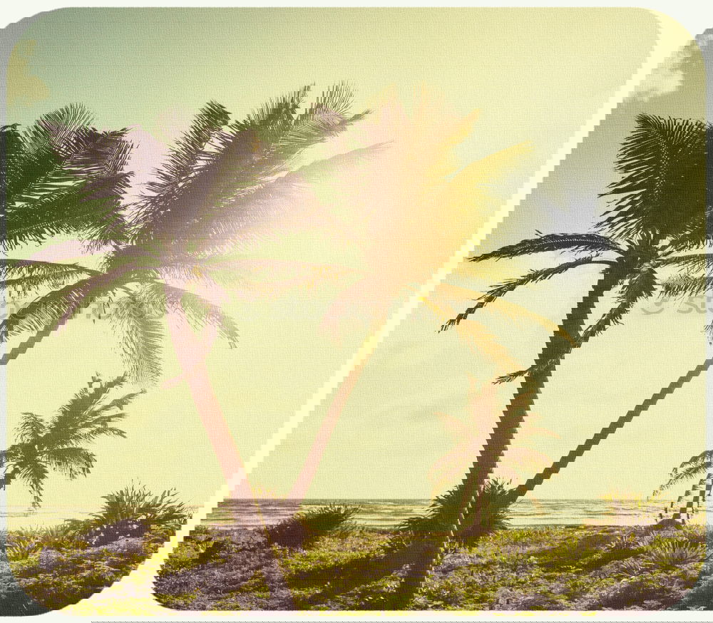 Similar – Image, Stock Photo Palm Trees in Tayrona National Park Columbia