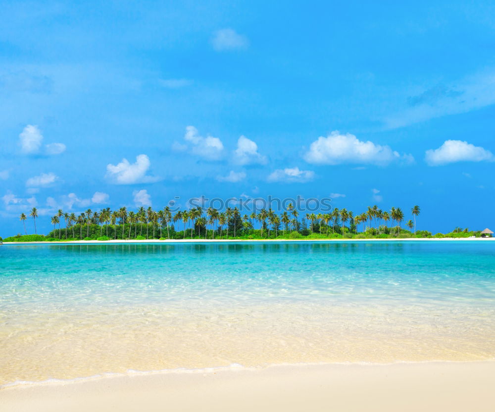 Similar – Palms on the beach of Isla Saona