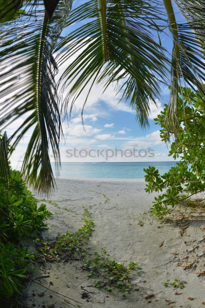 Image, Stock Photo Waterworld Nature Ocean