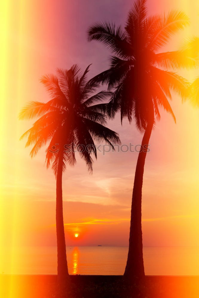 Similar – Image, Stock Photo palm glow Colour photo