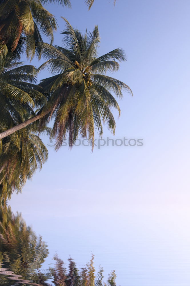 Similar – Airplane approaching a tropical island . Sea , sun , palm trees and blue sky