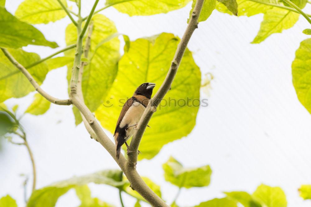 Similar – Sniffing Squirrel Nature