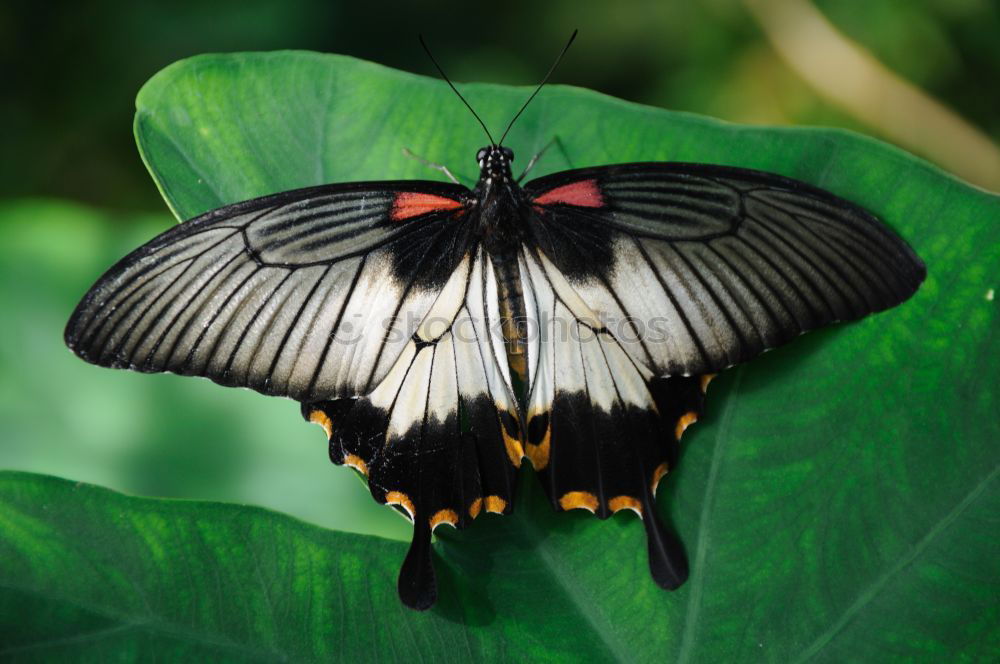 Similar – Image, Stock Photo Sun welcome Butterfly