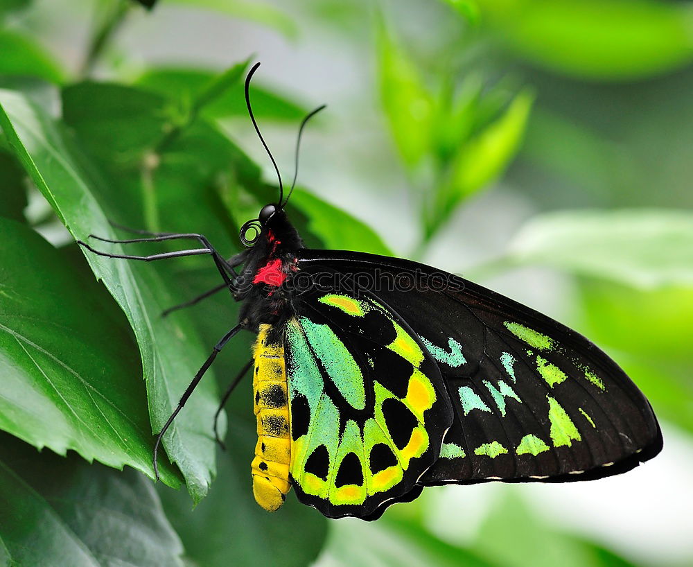 Similar – versteckt schön Natur