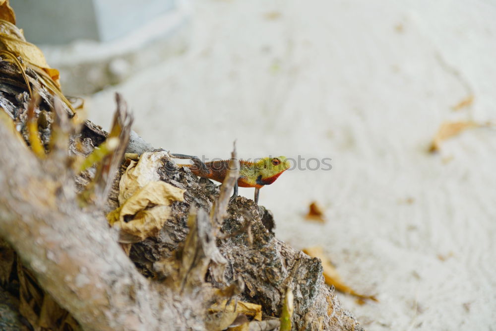 Similar – Image, Stock Photo Assembly of the snails