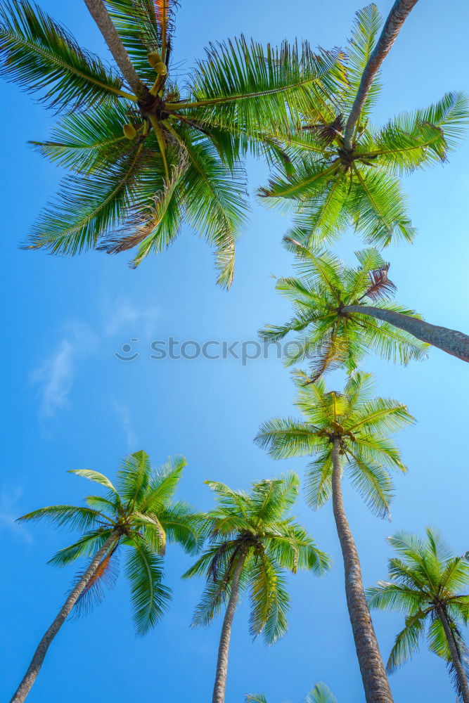 Similar – Image, Stock Photo Palm trees in sunny day