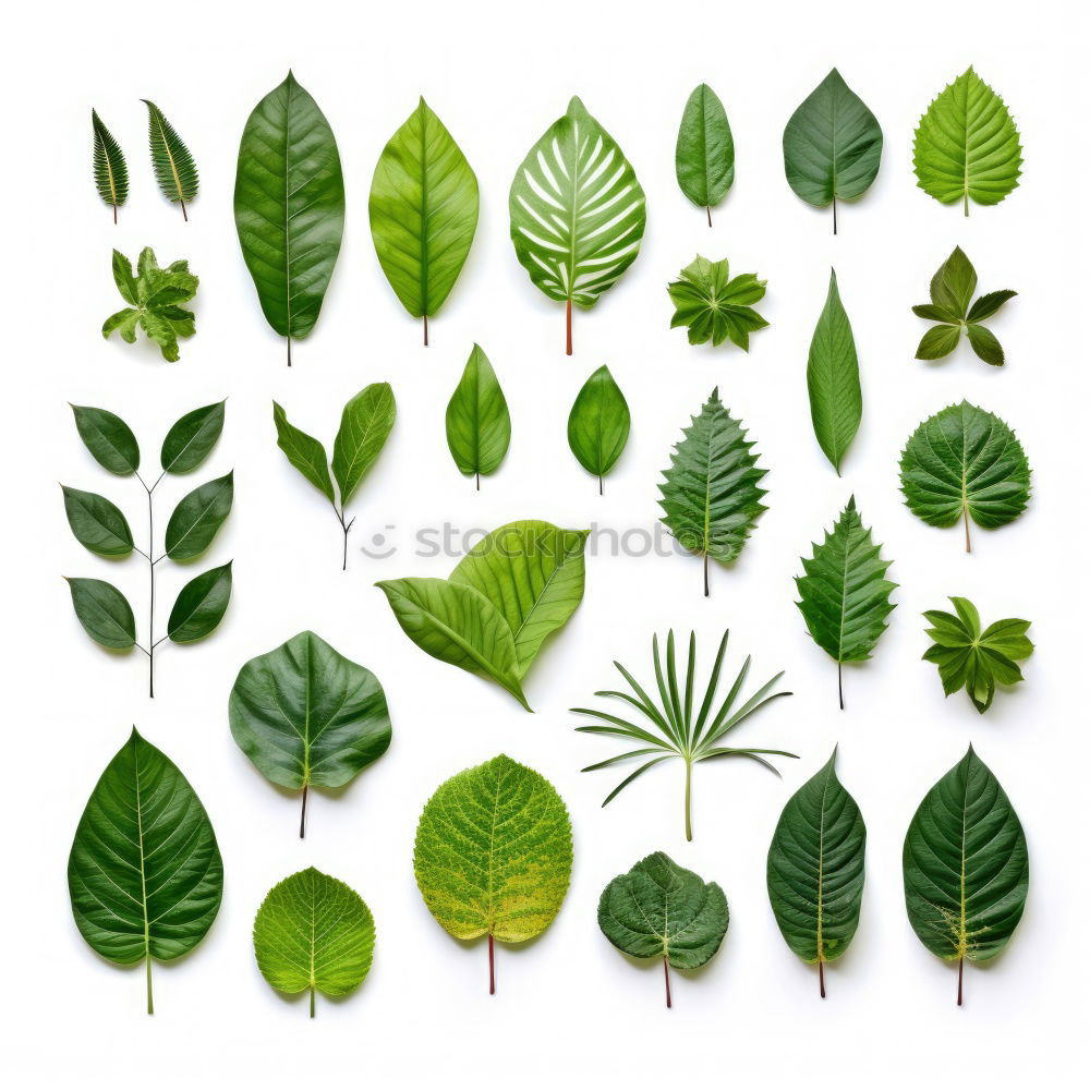 Similar – Image, Stock Photo Hedera helix Ivy String