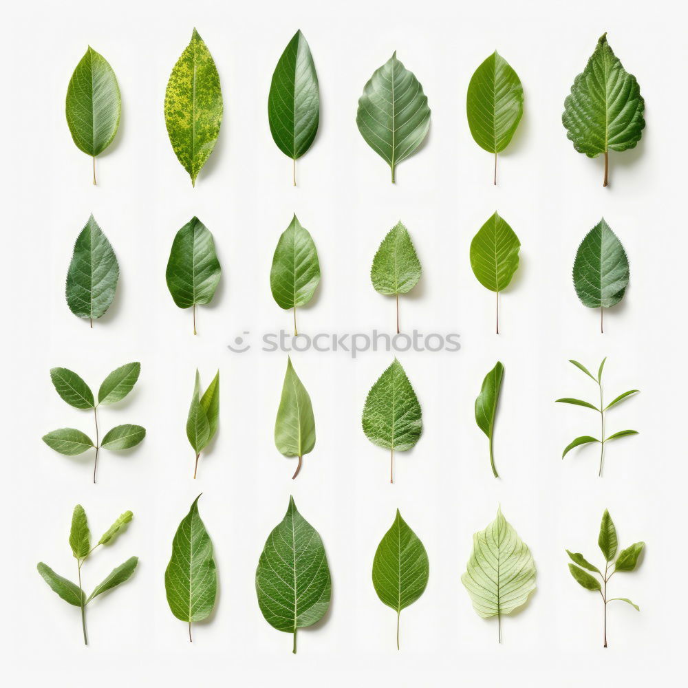 Similar – Image, Stock Photo Hedera helix Ivy String