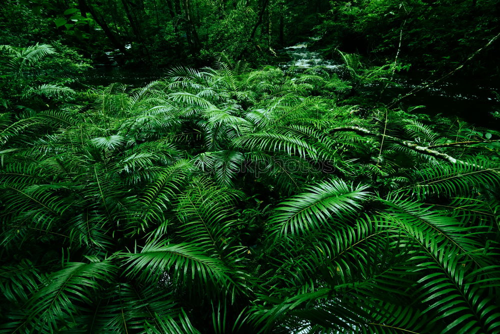 Similar – Image, Stock Photo frond Fern Environment