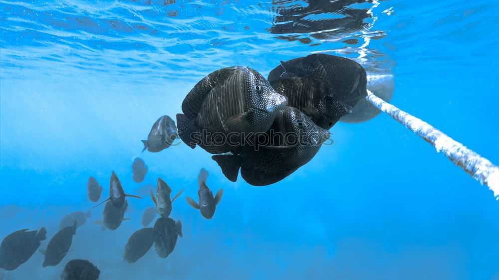 Similar – Image, Stock Photo Funny dolphins in the pool during a show at a zoo