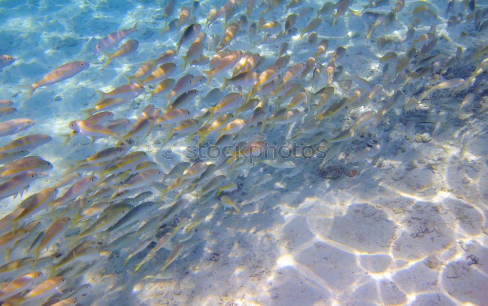 Similar – Image, Stock Photo o2 Dive Air Water Ocean