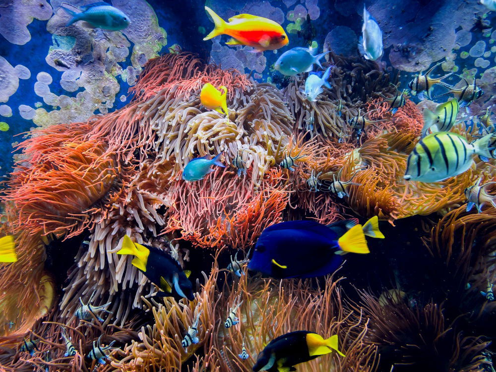 Similar – Image, Stock Photo Diver at the coral block