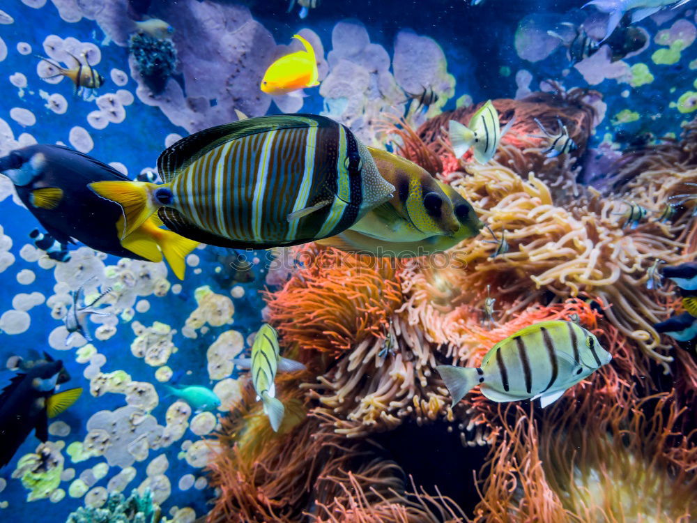 Similar – Image, Stock Photo cowfish Boxfishes Ocean