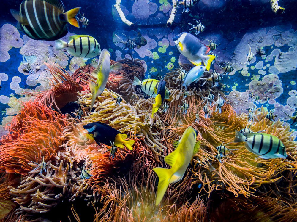 Similar – Image, Stock Photo cowfish Boxfishes Ocean