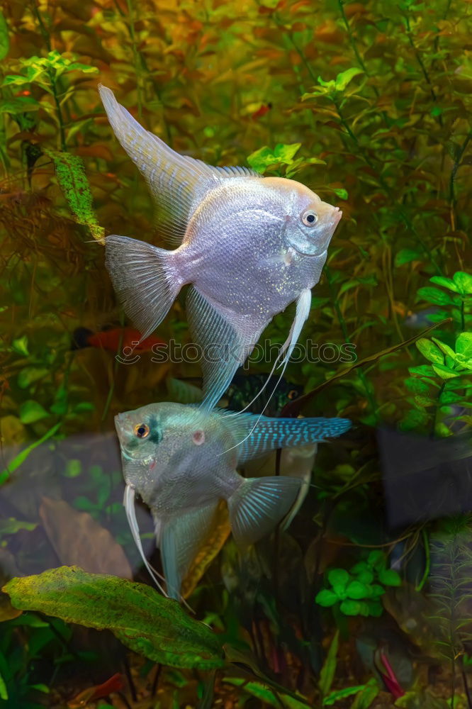 Similar – pike Aquarium