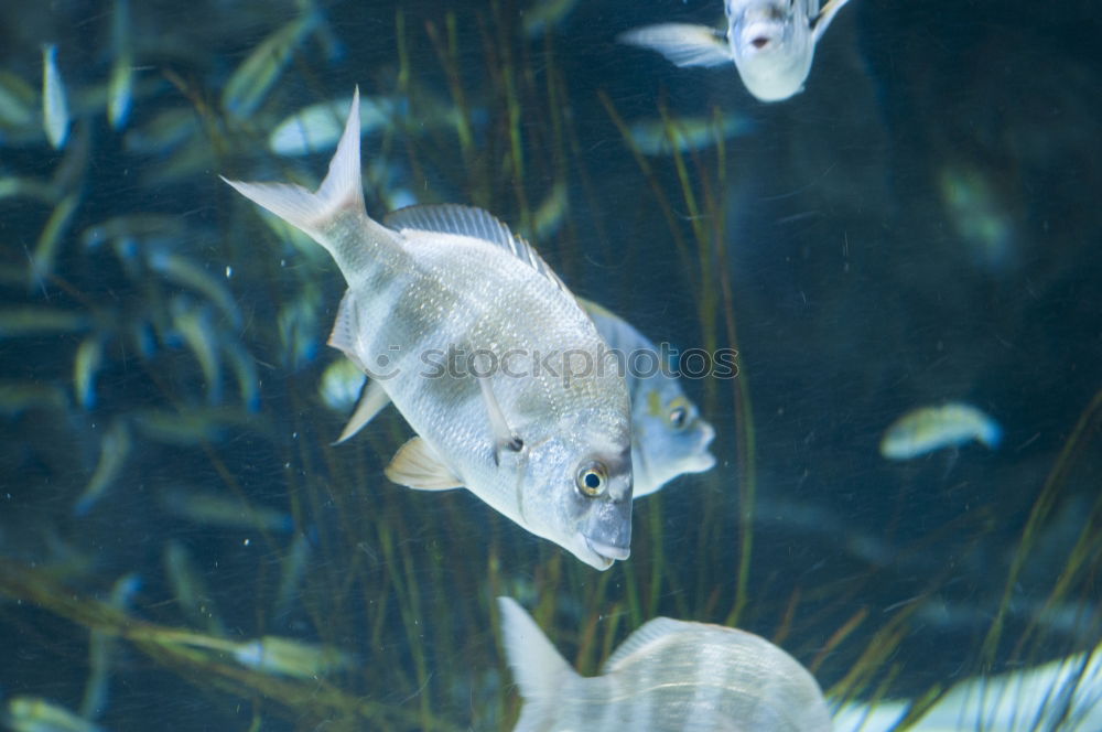 Similar – Image, Stock Photo fish chaos Fishing (Angle)