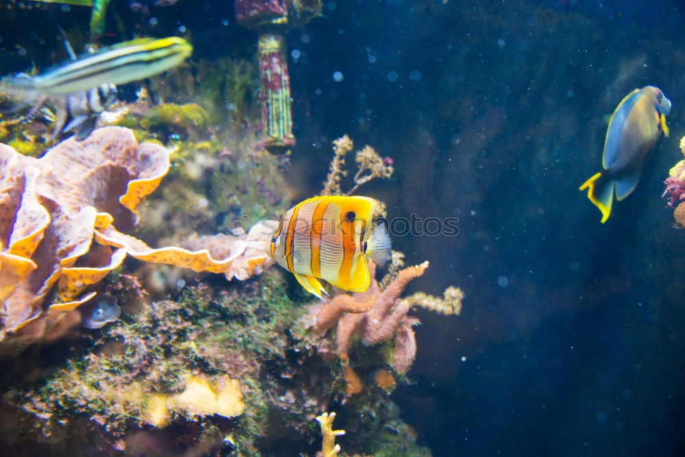 Similar – Foto Bild Findet Nemo? Clownfisch