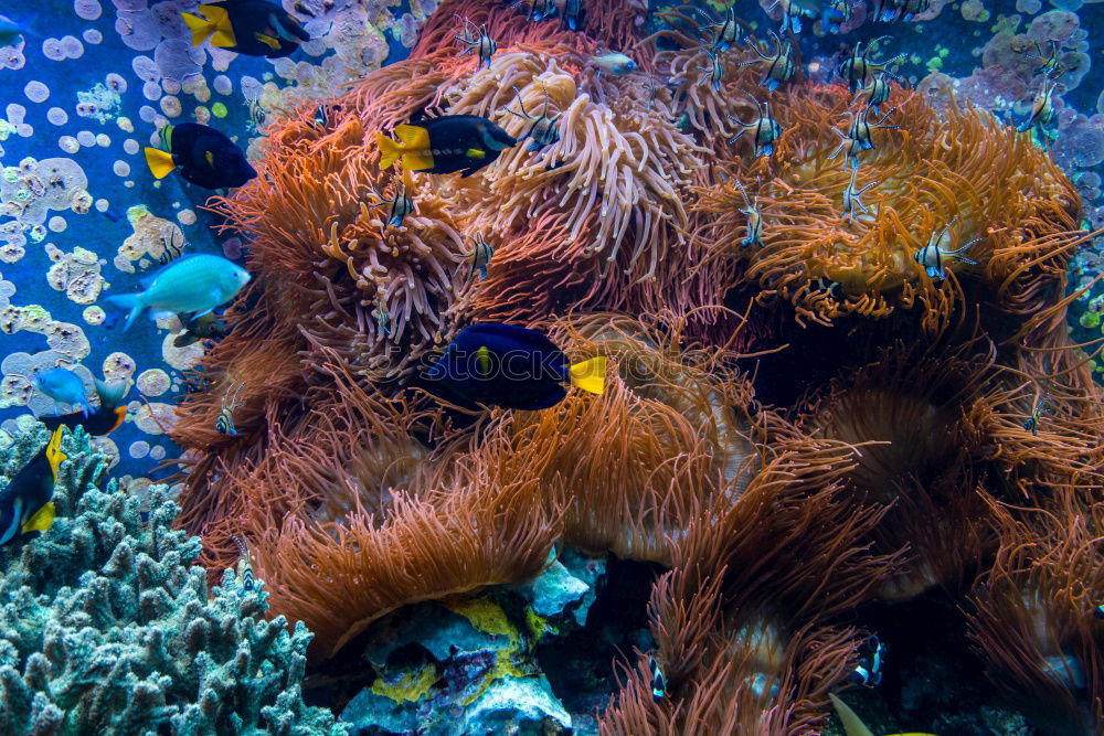 Similar – Foto Bild Korallen Meer Wasser