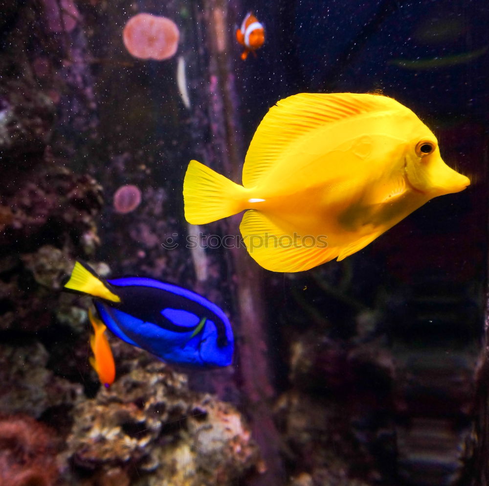 Similar – Image, Stock Photo fish Aquarium Ocean Yellow