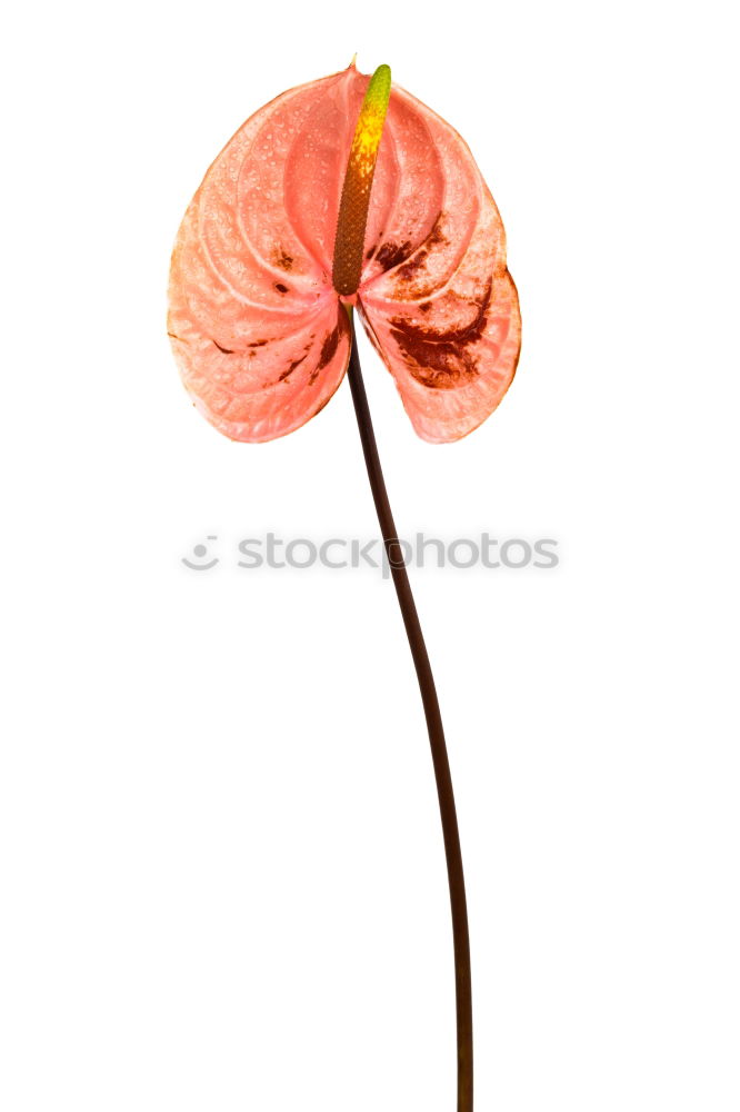 Similar – AK# Leafflower Art