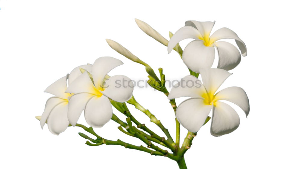 Similar – Image, Stock Photo Three snowdrops in front of a bright background