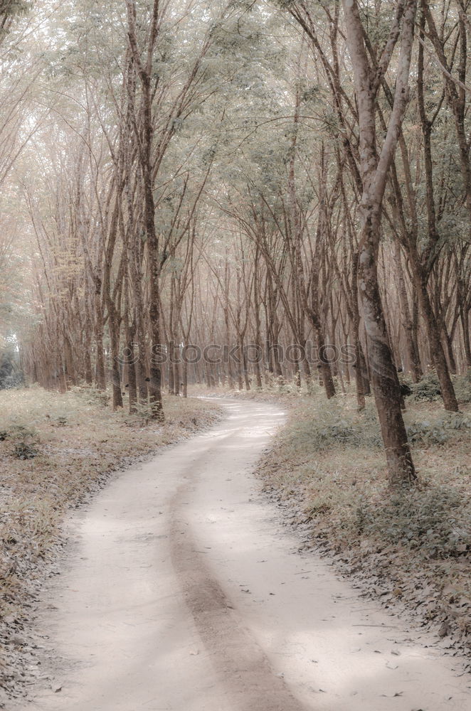 Similar – Man standing on foggy road