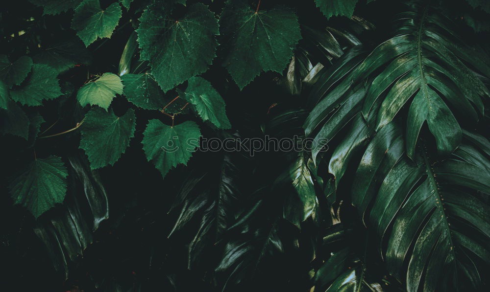 Similar – Image, Stock Photo the glow in the forest