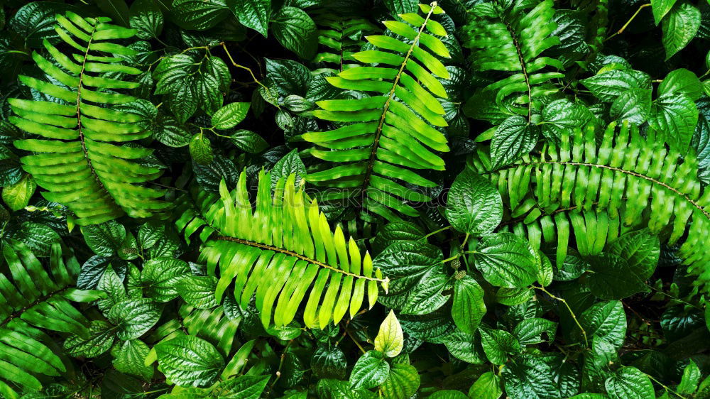 Similar – Image, Stock Photo Fresh foliage Garden