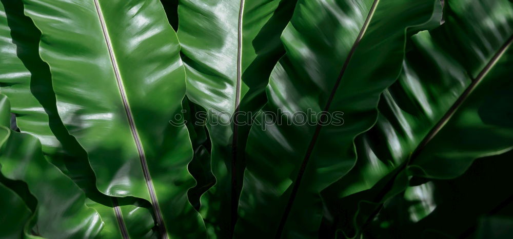 Similar – Image, Stock Photo Green & Spitz Environment