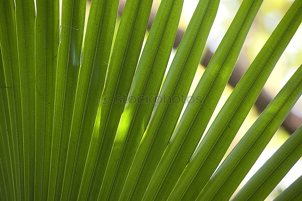 Similar – Image, Stock Photo Cast off Nature Plant Leaf