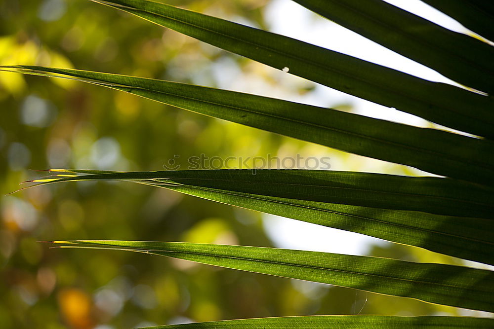 Similar – Image, Stock Photo #AS# sun kiss palm