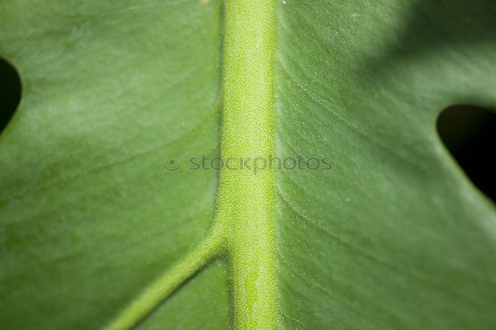 Similar – Stachelblume Pflanze