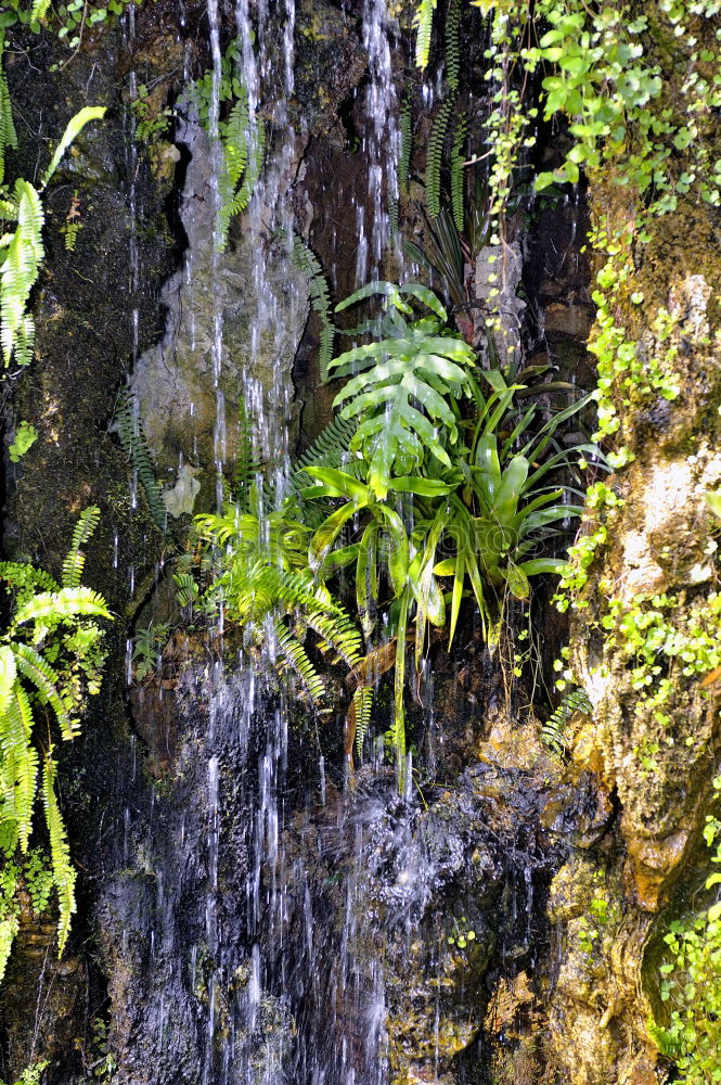 Similar – Image, Stock Photo waterfall Virgin forest