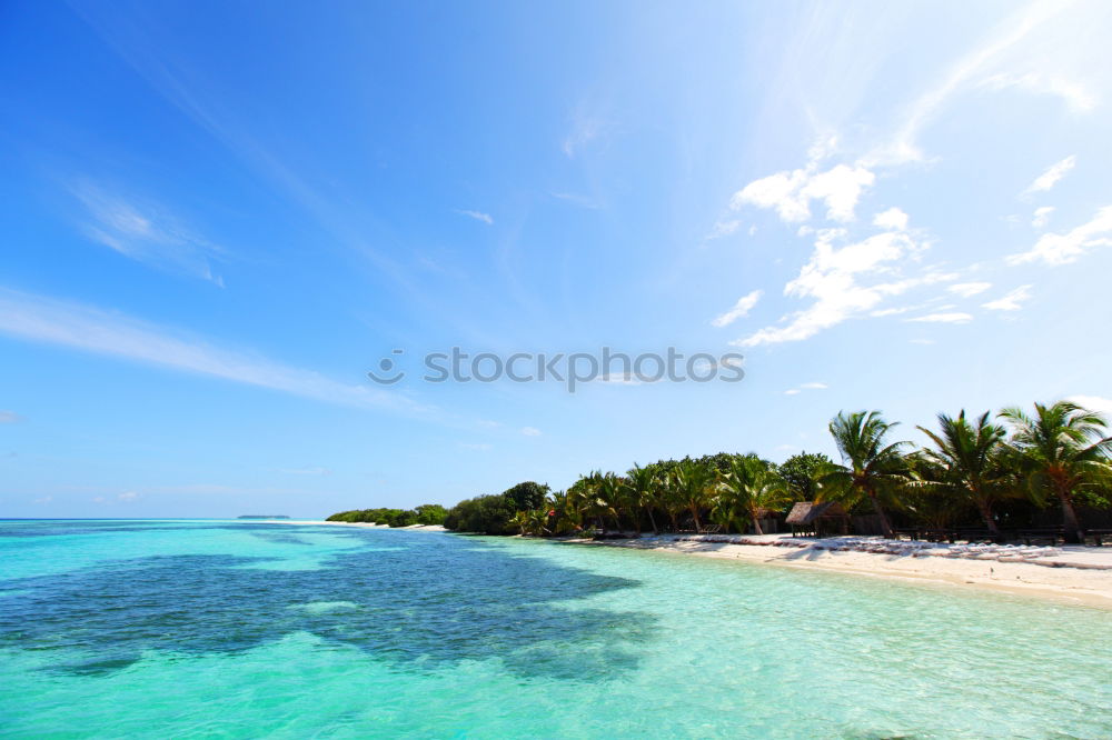 Similar – Palms on the beach of Isla Saona