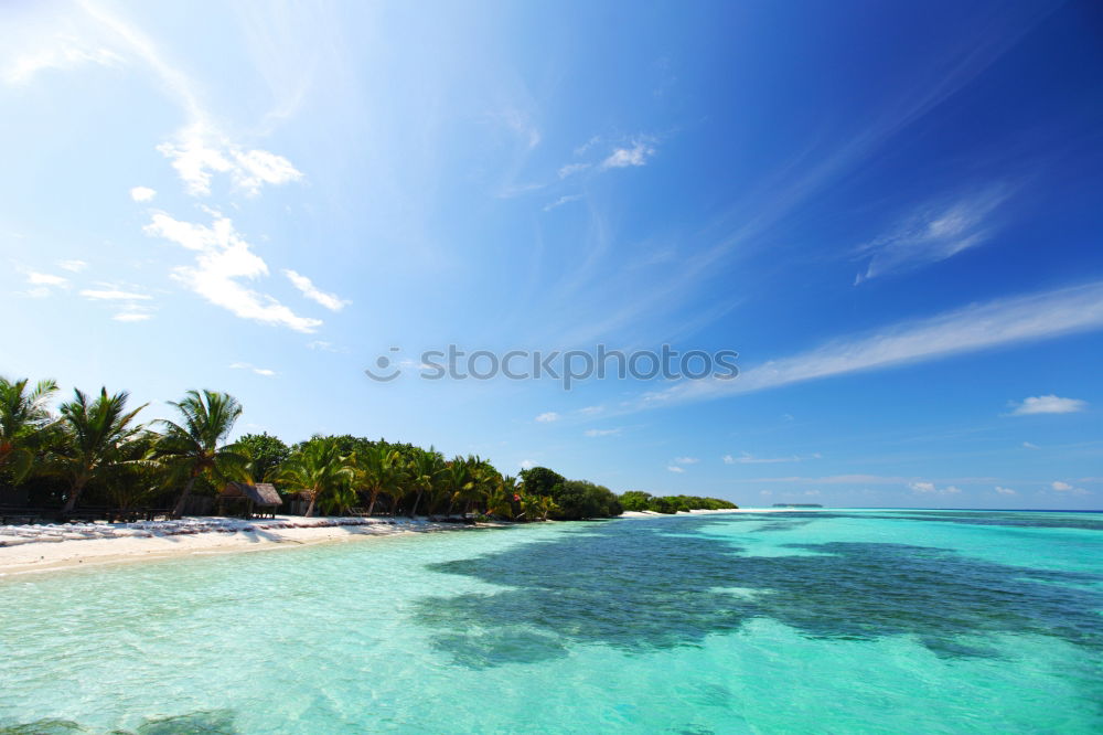 Similar – Palms on the beach of Isla Saona