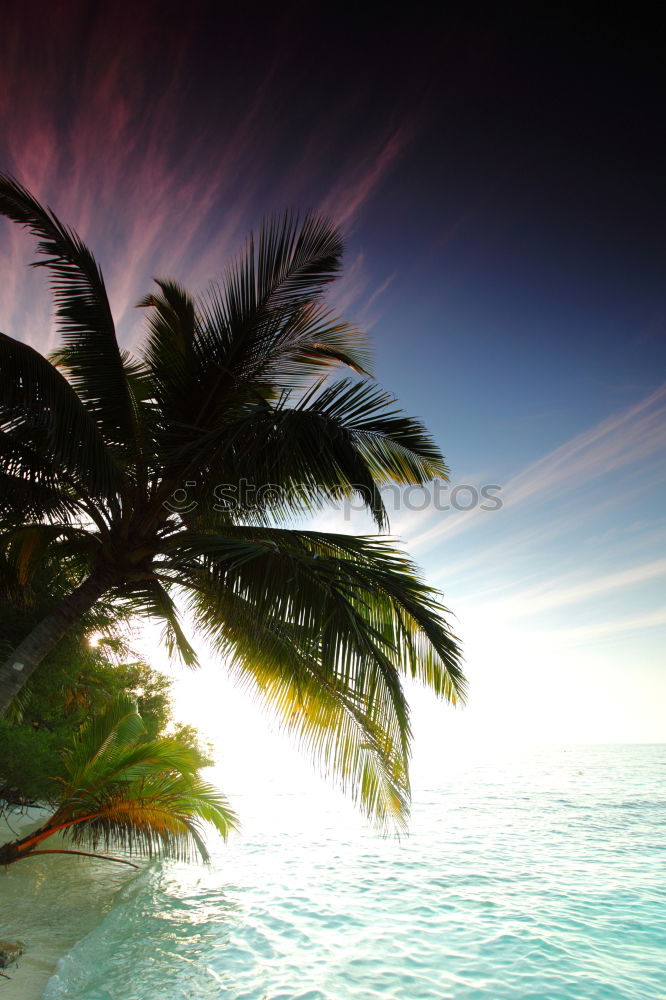 Similar – paradise Palm tree Ocean