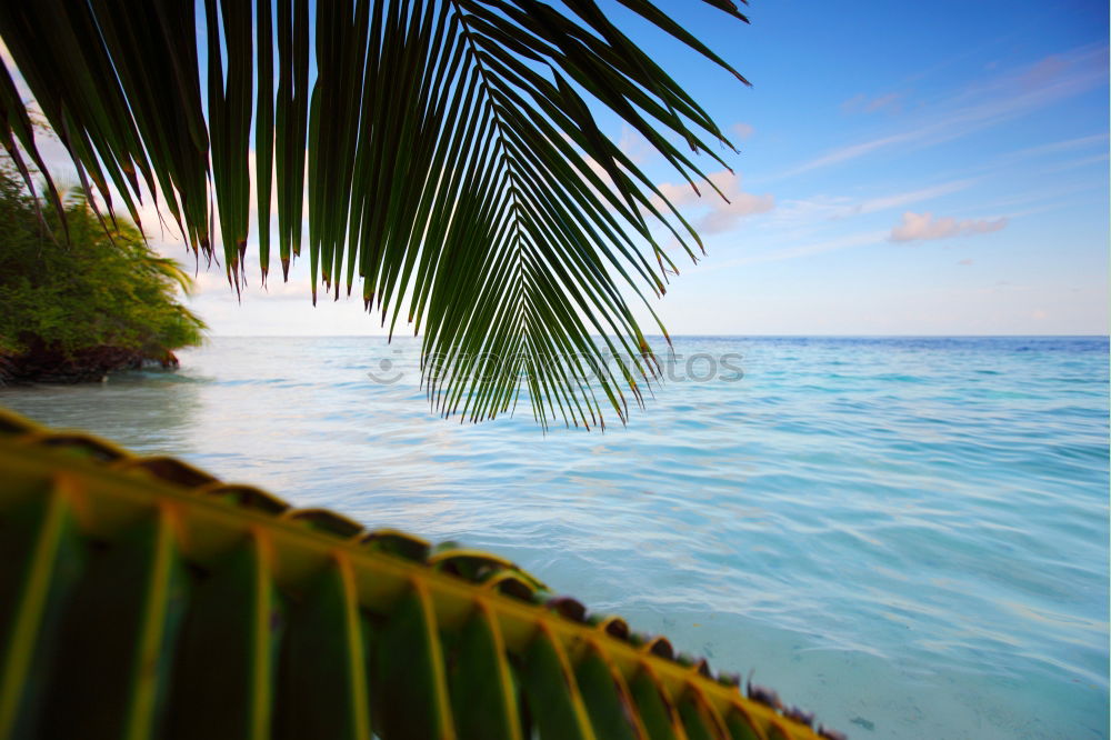 Similar – paradise Palm tree Ocean