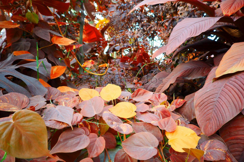 Similar – Image, Stock Photo autumn wall Garden Autumn