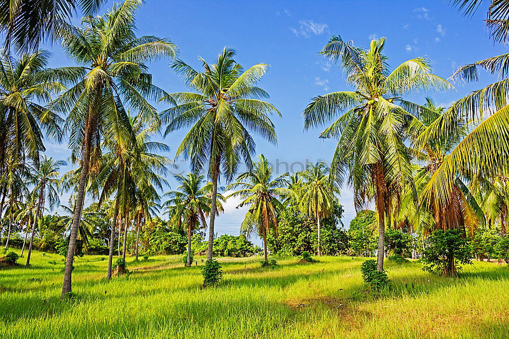 Similar – Image, Stock Photo Rice in Bali Ubud Asia