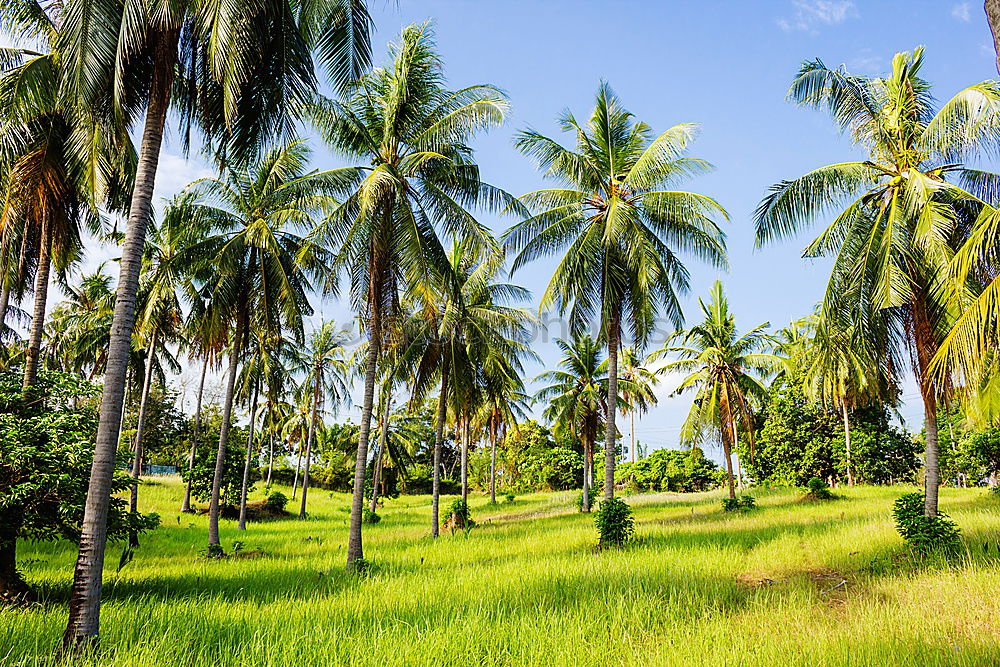 Similar – Image, Stock Photo Rice in Bali Ubud Asia