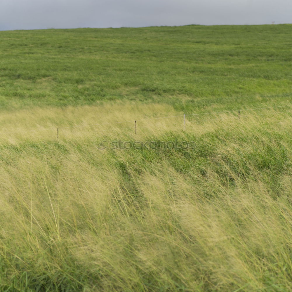 Similar – Image, Stock Photo a bed in the cornfield