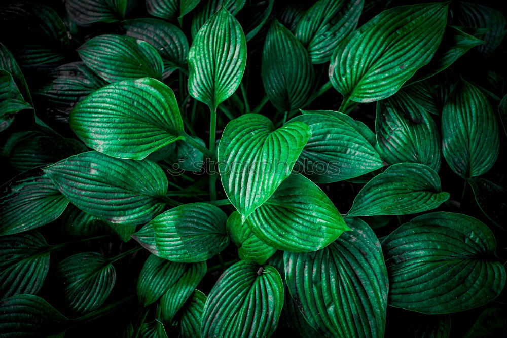 Similar – Image, Stock Photo green leaves texture Plant