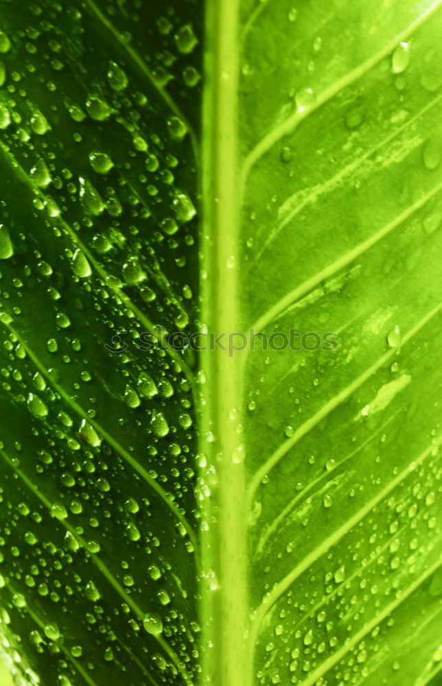 Similar – raindrops II Rain Leaf