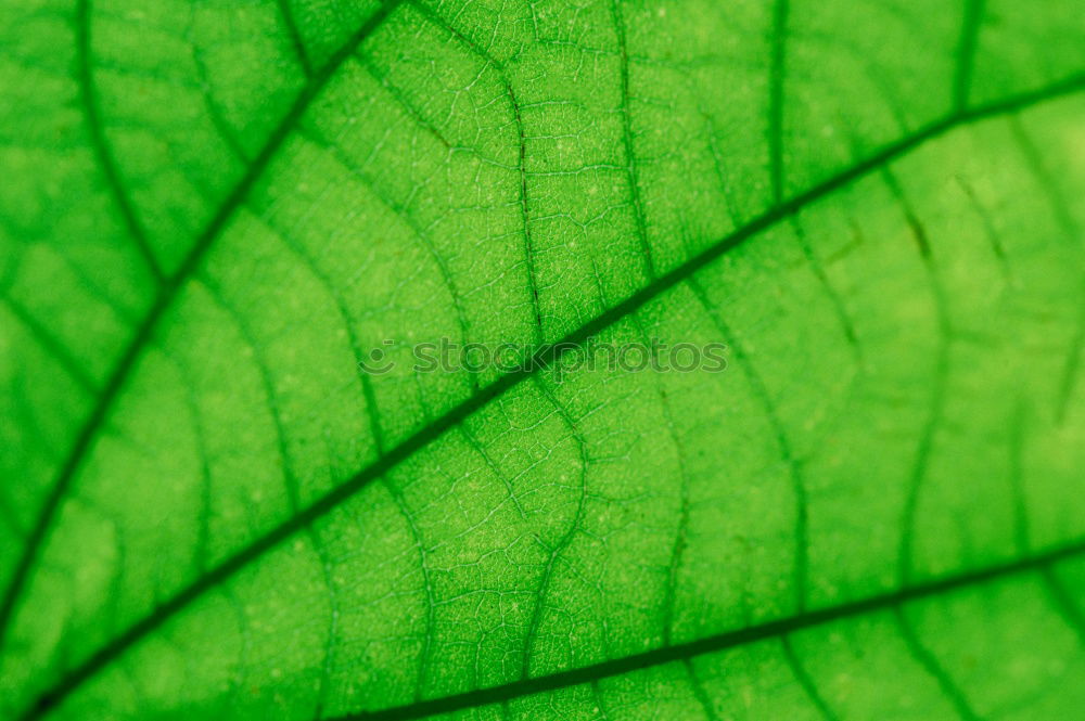 Similar – fig leaf Leaf Green Plant