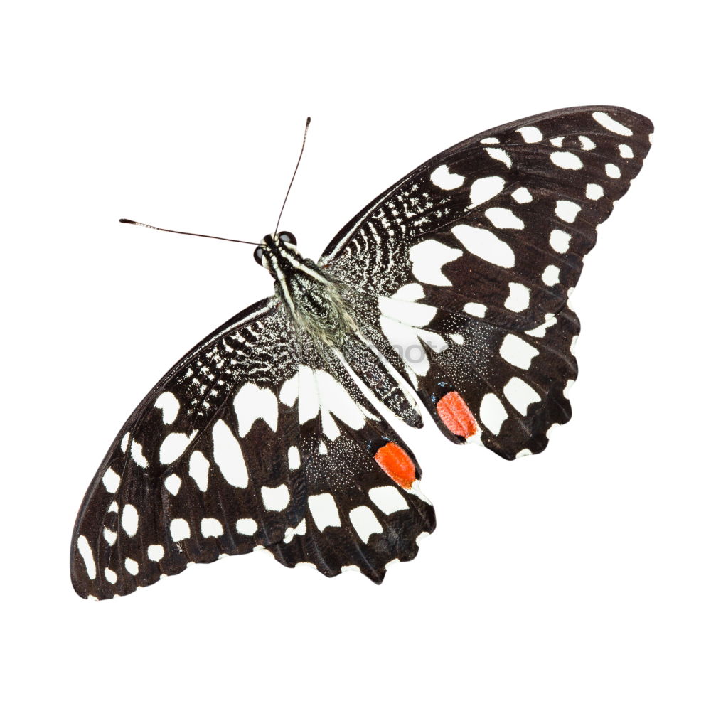 Similar – butterfly Animal Butterfly